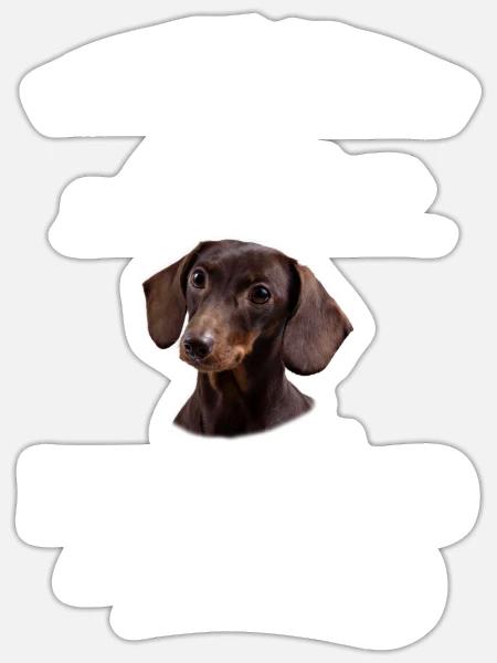 Beware of the master, harmless Dachshund - Sticker Größe S (10 x 10 cm) - Mattweiß