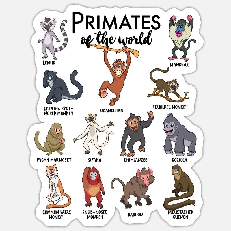 Différents singes - Types de primates Sticker taille S (10 x 10 cm)