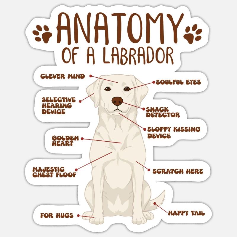 Anatomie eines white Labradors - Sticker Größe S (10 x 10 cm) - Mattweiß