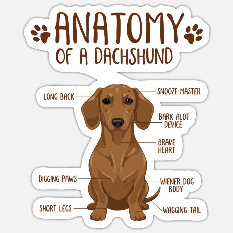 Anatomie d’un teckel Sticker taille S (10 x 10 cm)