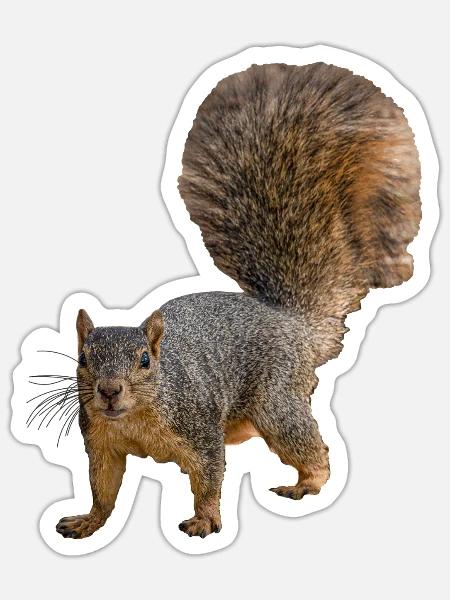 Eichhörnchen von vorne, Östliches Fuchshörnchen - Sticker Größe S (10 x 10 cm) - Mattweiß