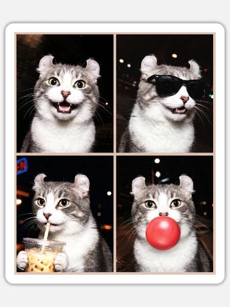 Katzen American Curl Katze - Sticker Größe S (10 x 10 cm) - Mattweiß