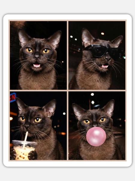 Katzen Europäische Burma Katze - Sticker Größe S (10 x 10 cm) - Mattweiß
