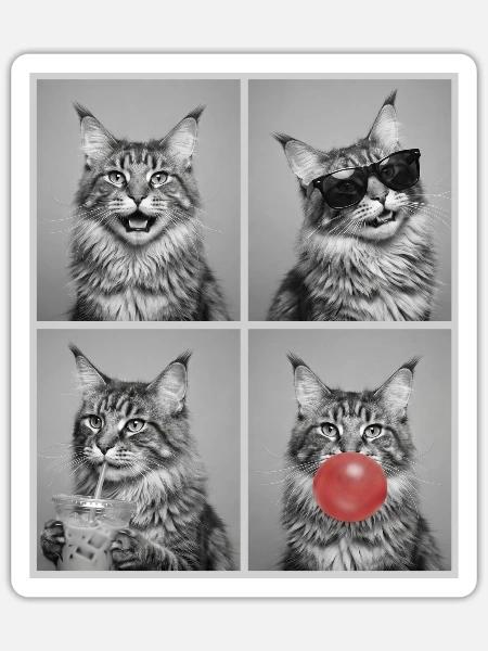 Katzen Maine Coon Katze - Sticker Größe S (10 x 10 cm) - Mattweiß