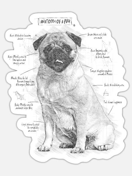 Anatomie eines Mops - Sticker Größe S (10 x 10 cm) - Mattweiß