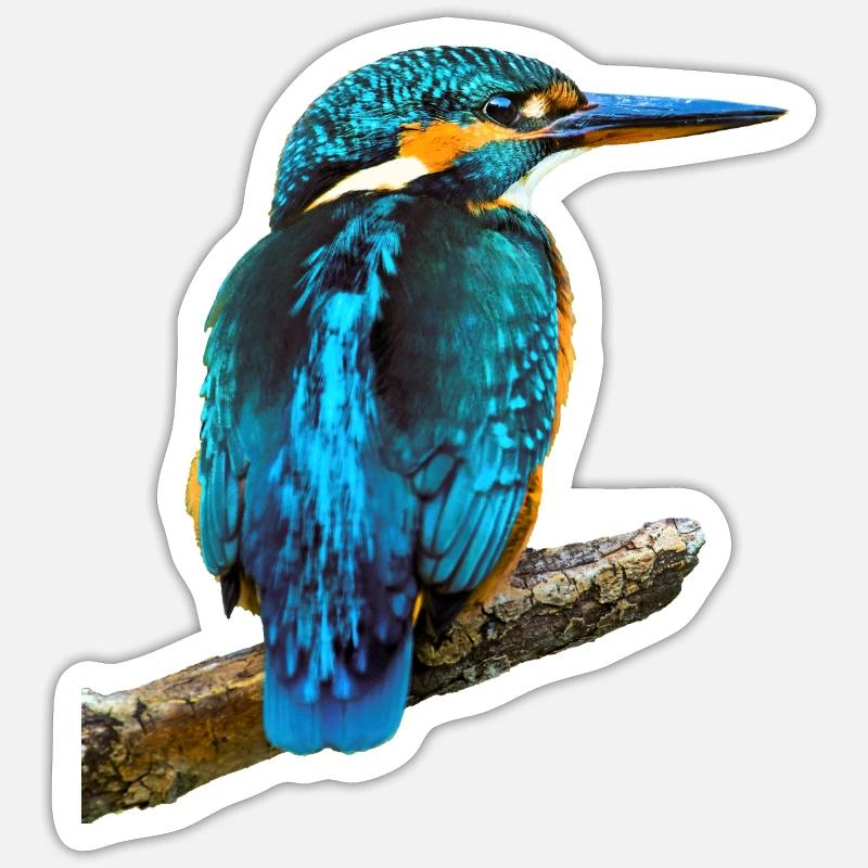 Eisvogel Alcedo atthis - Sticker Größe S (10 x 10 cm) - Mattweiß