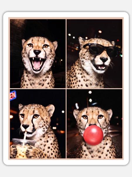 Geparde Gepard - Sticker Größe S (10 x 10 cm) - Mattweiß