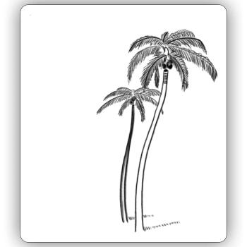 Palmen mit Kokosnuss - Sticker Größe S (10 x 10 cm) - Mattweiß - Vorne
