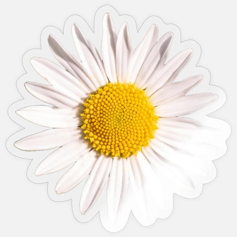 Gänseblümchen - Sticker Größe S (10 x 10 cm) - Transparent glänzend