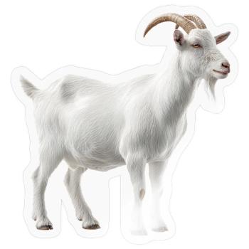 White Mountain Goat Portrait - Sticker size S (10 x 10 cm) - transparent glossy - Front