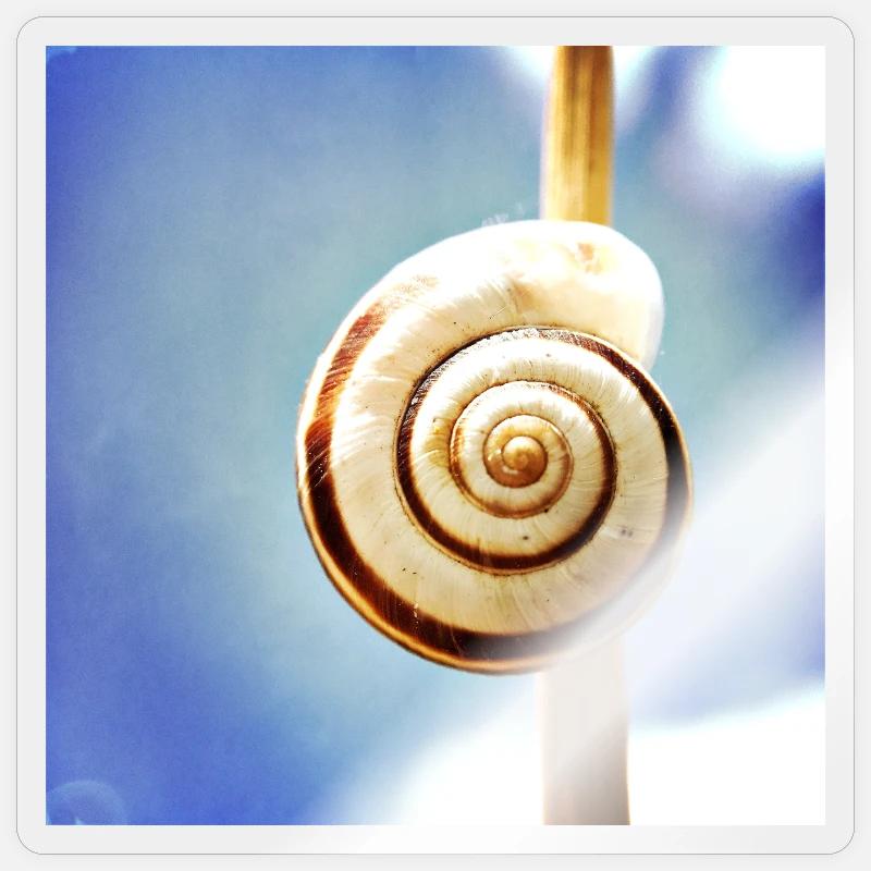 Snail-shell - Sticker size S (10 x 10 cm) - transparent glossy