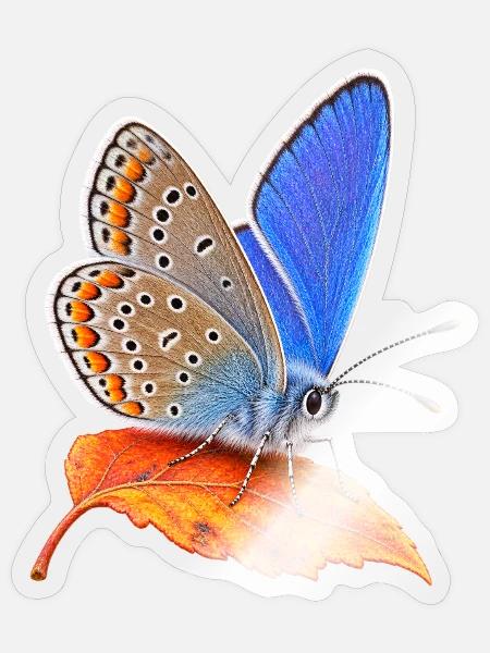 Schmetterling Hauhechel Blaeuling - Sticker Größe S (10 x 10 cm) - Transparent glänzend