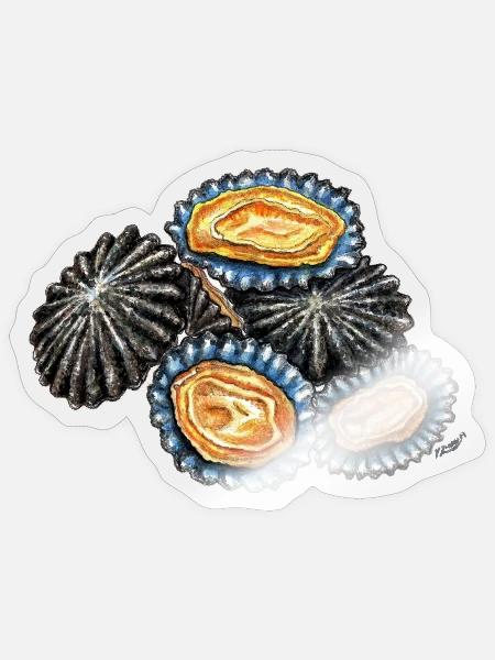 Napfschnecken - Meeresfrüchte - patelle - Sticker Größe S (10 x 10 cm) - Transparent glänzend