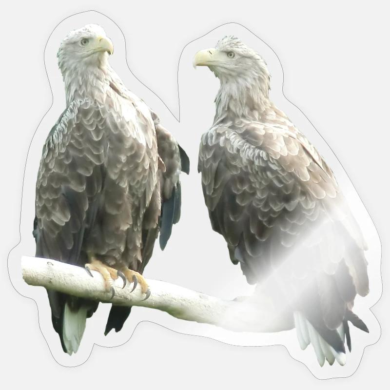 White-tailed eagle - Sticker size S (10 x 10 cm) - transparent glossy