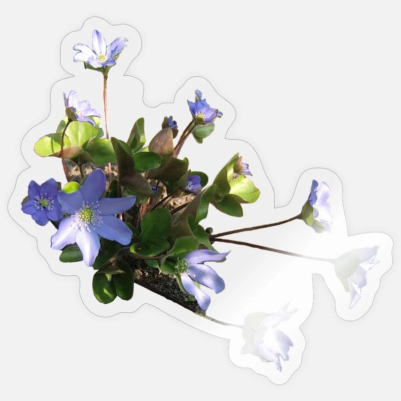 Liverwort - Sticker size S (10 x 10 cm) - transparent glossy
