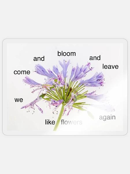 Zyklus der Blüte – Blumenpoem - Sticker Größe S (10 x 10 cm) - Transparent glänzend