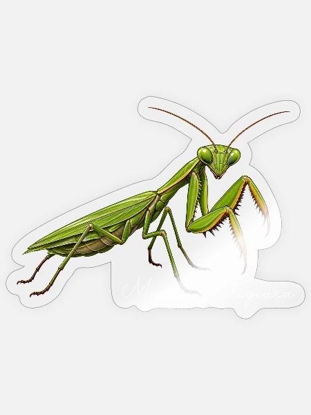 Gottesanbeterin Fangschrecke Mantis Religiosa - Sticker Größe S (10 x 10 cm) - Transparent glänzend
