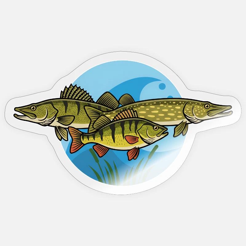 Perche, brochet, zander, prédateur, pêche - Sticker taille S (10 x 10 cm) - brillant transparent