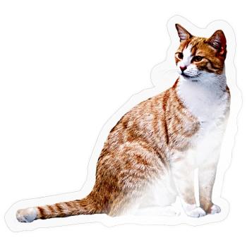 Katze Katzen Katze Cat Cats - Sticker size S (10 x 10 cm) - transparent glossy - Front