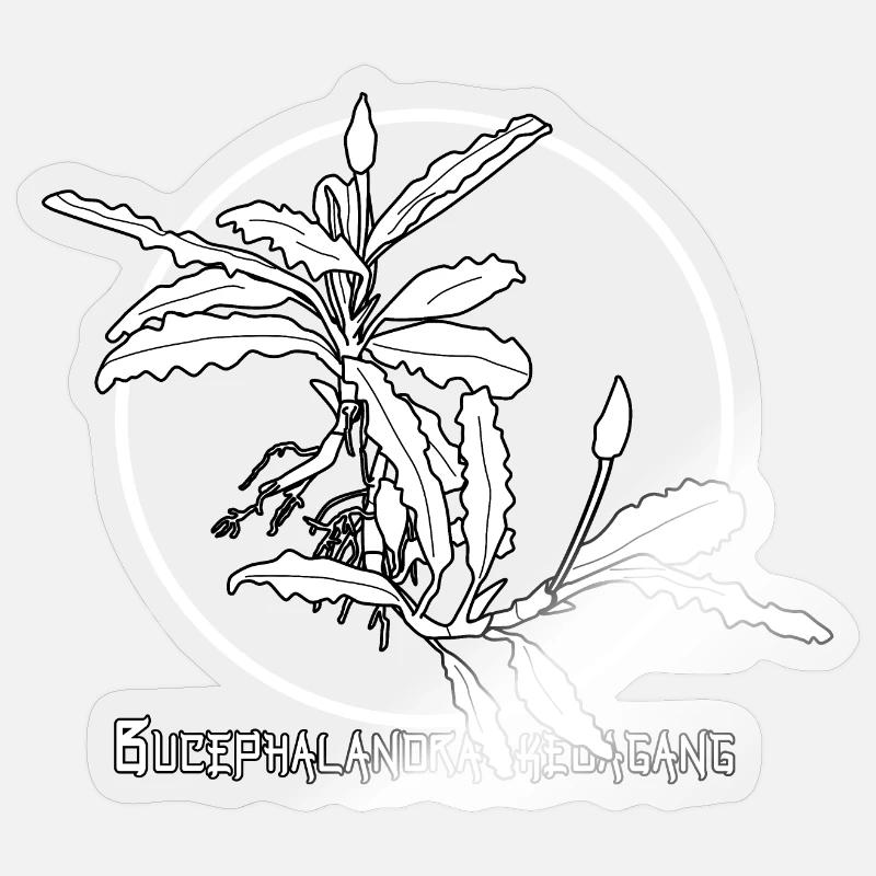 Bucephalandra kedagang - Sticker taille S (10 x 10 cm) - brillant transparent