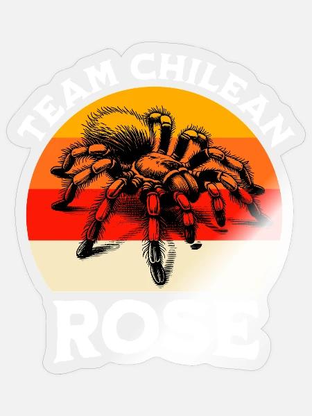 Team Chile Vogelspinne - Sticker Größe S (10 x 10 cm) - Transparent glänzend