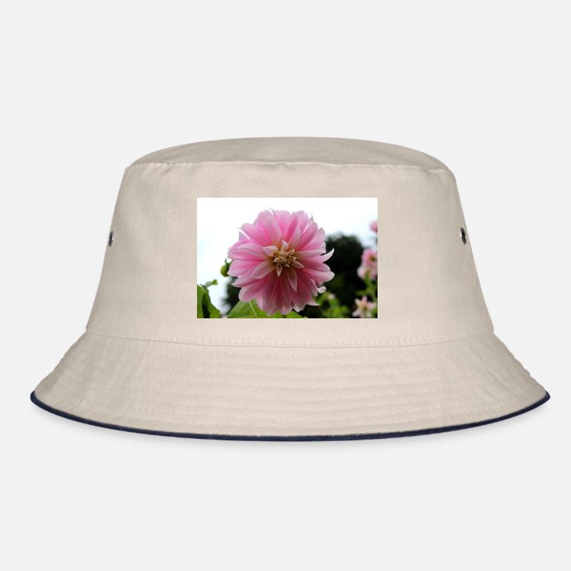Dahlia rose rose fleur, fleur Bob