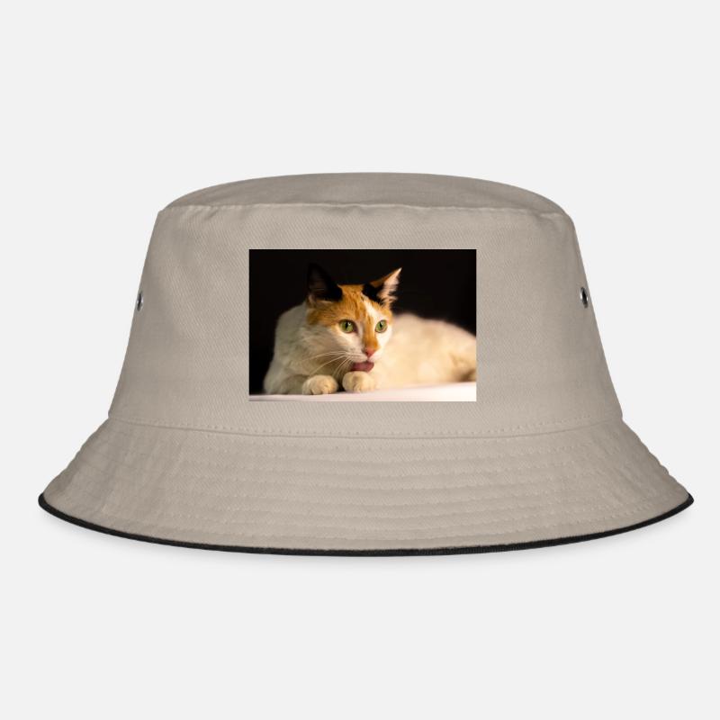 le chat Bob