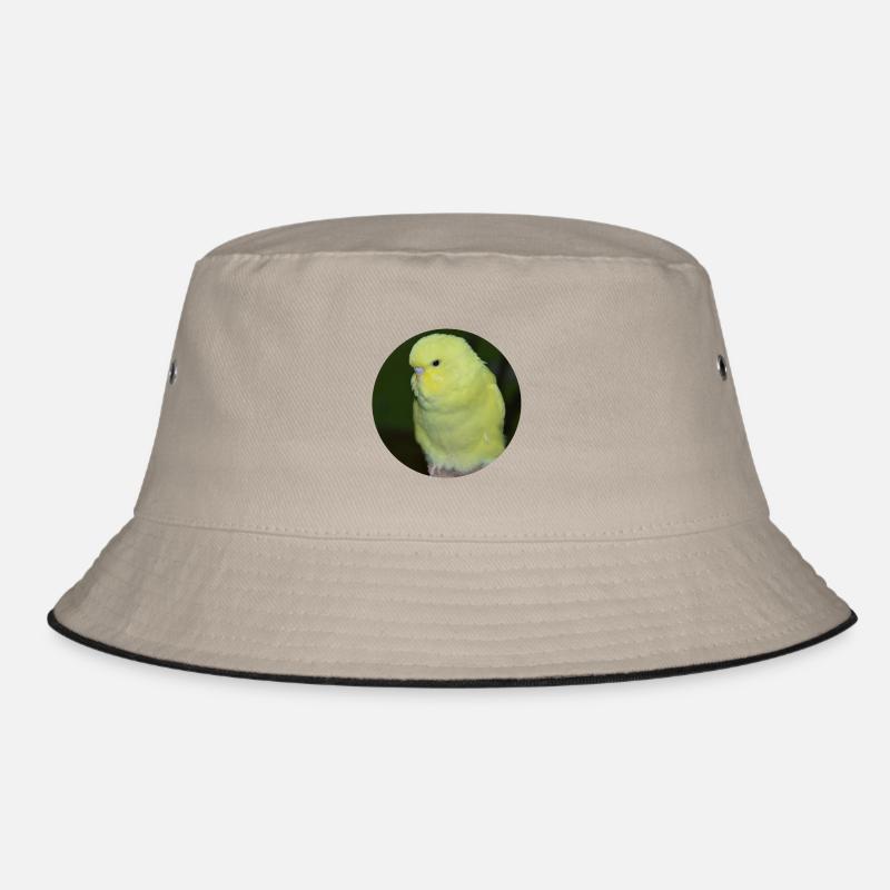 Perruche perruche jaune Bob