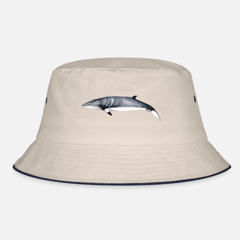 Minke - baleine Minke - Petit rorqual Bob