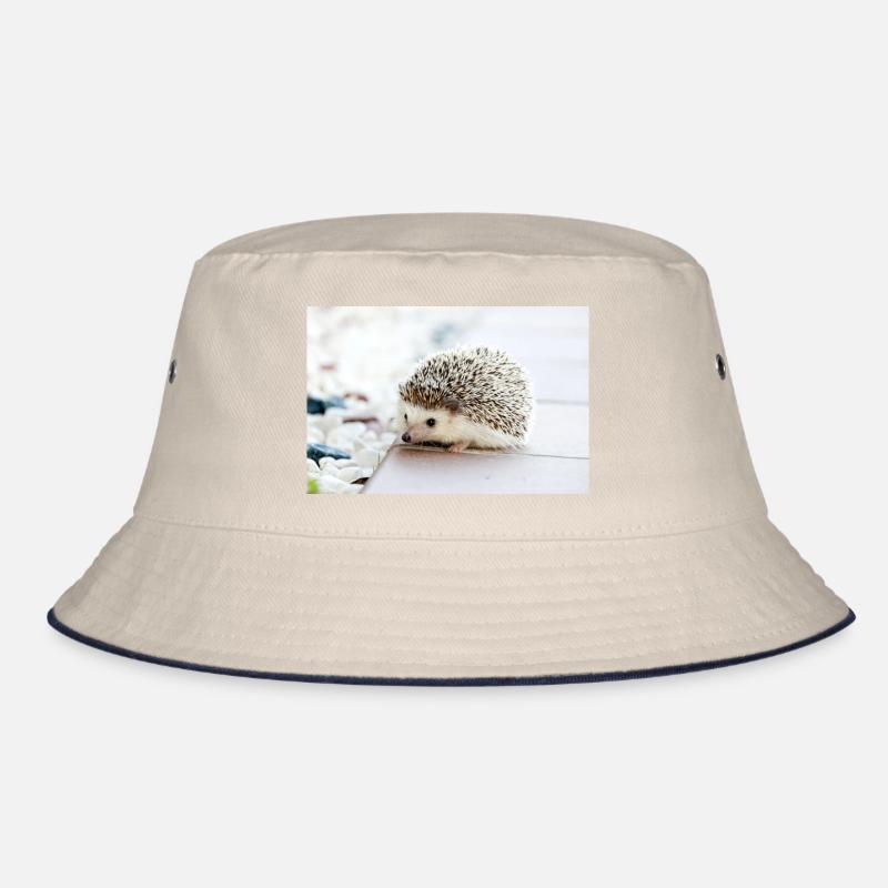 Hérisson à l’aube Bob