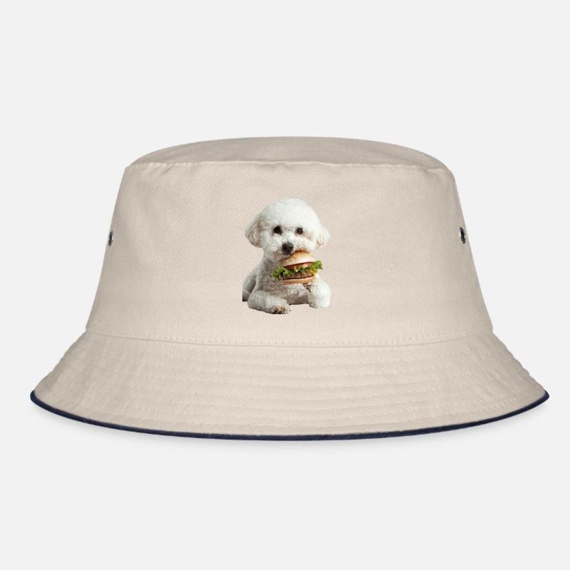 Bichon Frisé Bob