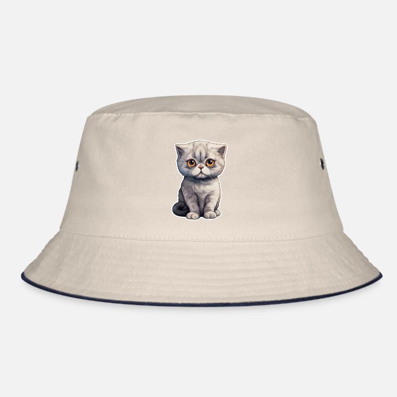 Chat Scottish Fold Bob
