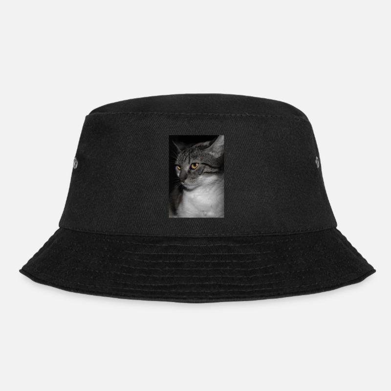 le chat au doux regard - Bob - noir