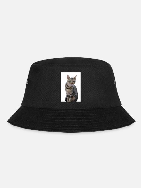 Chat chat noir chaton - Bob - noir