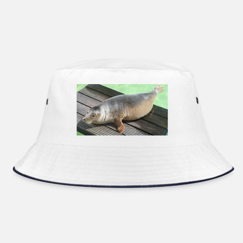 Bébé phoque à Texel Bob