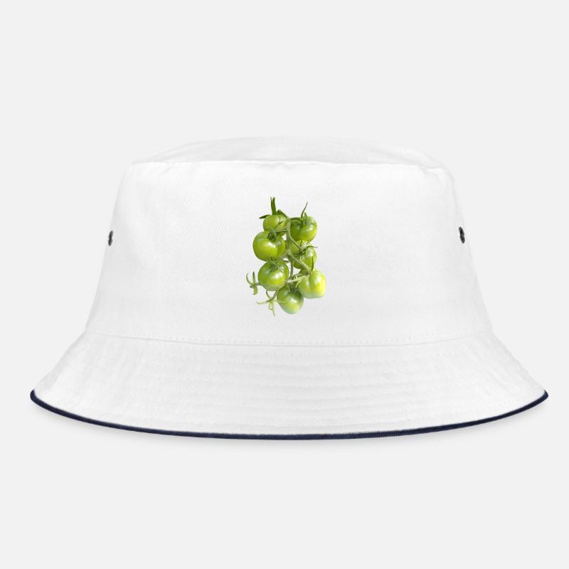 Tomates vertes sur la vigne Bob