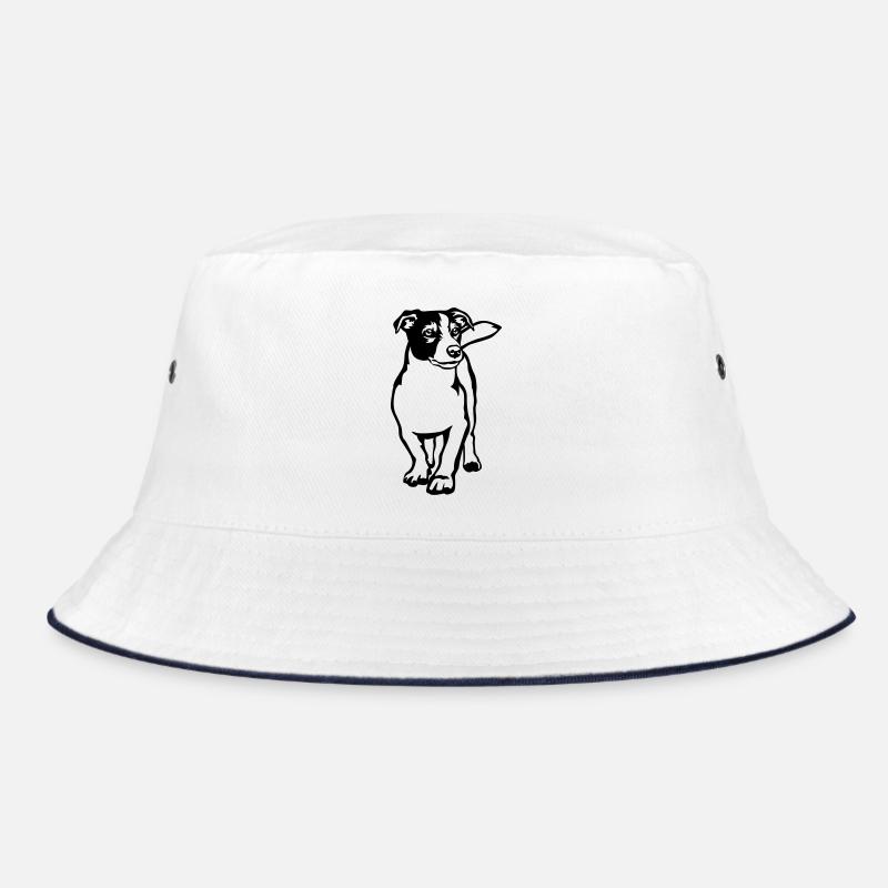 Jack Russell Terrier Bob