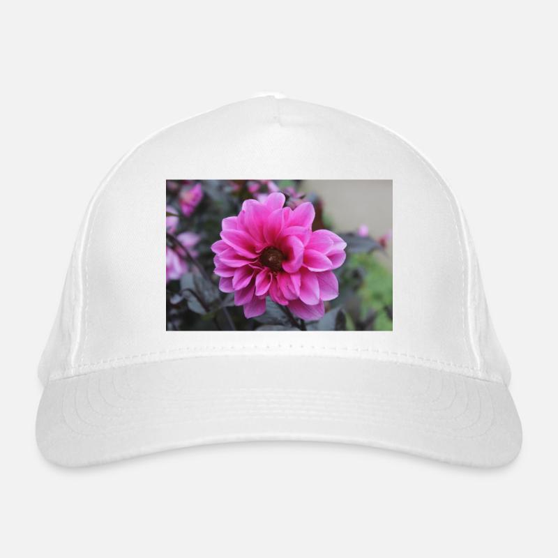 Dahlia rose rose fleur, fleur Casquette classique bio