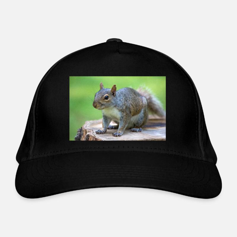 Écureuil gris Grauhörnchen Sciurus carolinensis Casquette classique bio