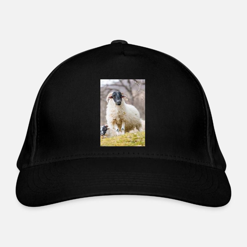 A Highland sheep with black a head in the Scottish - Bio-Baseballkappe - Schwarz