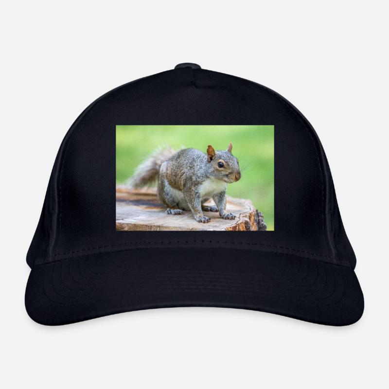 Écureuil gris Grauhörnchen Sciurus carolinensis Casquette classique bio
