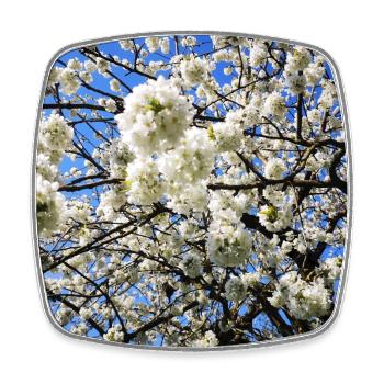 Apple Apple Blossom in Spring Fruit - Square fridge magnet - white - Front