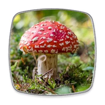 Toadstool - Square fridge magnet - white - Front