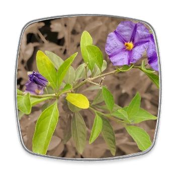 Lycianthes- / Enzianstrauch in Sepia - Viereckiger Kühlschrankmagnet - Weiß - Vorne