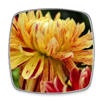 Dahlia fleur jaune, fleur - Magnet carré - blanc - Devant