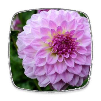 Dahlia Pink Pink Blossom ,Flower - Square fridge magnet - white - Front