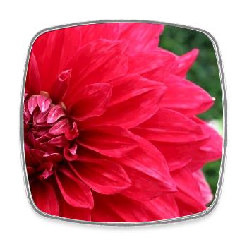 Dahlia Red Blossom ,Flower - Square fridge magnet - white - Front