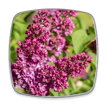 Fleurs de lilas : Délicates annonceurs du printemps - Magnet carré - blanc - Devant