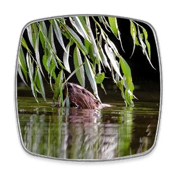 000_0762_DxO - Beaver Feeding on Willow Branches - Square fridge magnet - white - Front