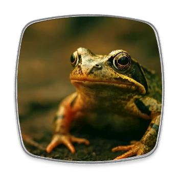Animaux sauvages, grenouille - Magnet carré - blanc - Devant